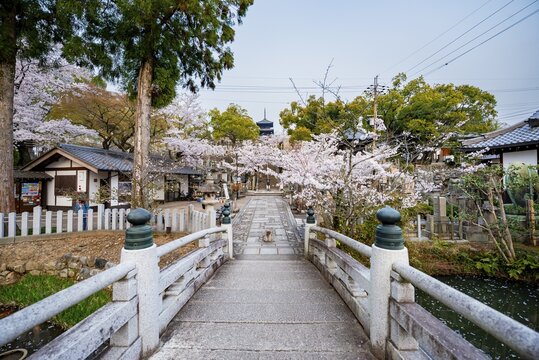 Hasuike bridge and cherry blossom, three-story pagoda at the back, Konkai-Komyoji Temple, Kurodanichō, Kyoto, Japan