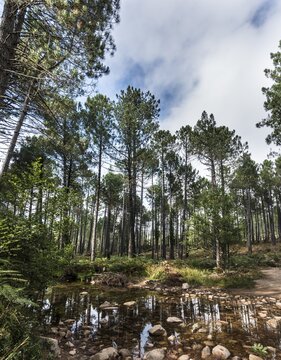 Small river flowing through a pine forest, Alta Rocca, L'Osp&eacute;dale, Corsica, France