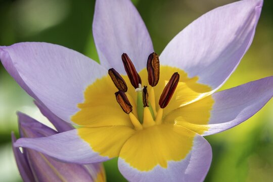 Purple-yellow tulips, rock tulip (Tulipa saxatilis), wild tulip, flower, blooming, macro photo, Baden-W&uuml;rttemberg, Germany