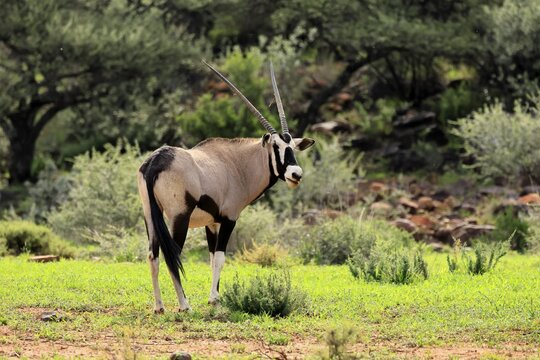 Oryx gazella, South African ram, adult, foraging, Mokala National Park, Northern Cape, South Africa