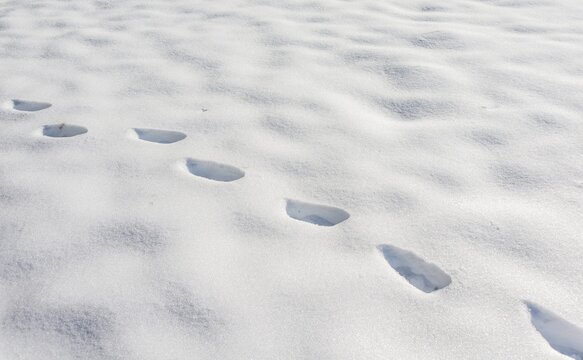 Tracks in the snow