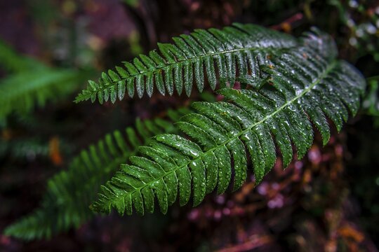 Wet leaves of a ferns (Tracheophyta), temperate rainforest, Mt. Baker-Snoqualmie National Forest, Washington, USA