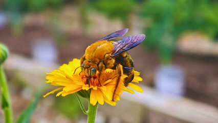 bee on yellow flower © Yoga Prihatna