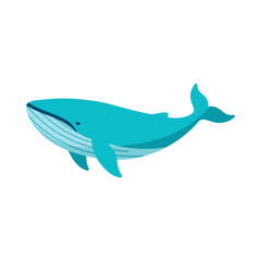 Fototapeta premium A large blue whale swims through calm ocean waters in a natural environment.