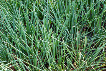 Obraz premium Thriving Green Scallion and Spring Onion Field in Rich Soil