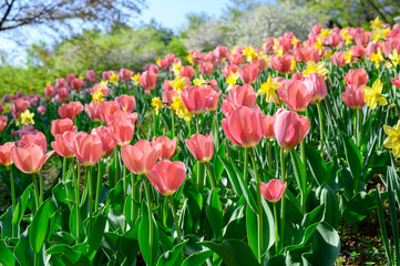 Obraz premium Blooming pink tulips in a vibrant spring garden with colorful flowers and soft natural sunlight.