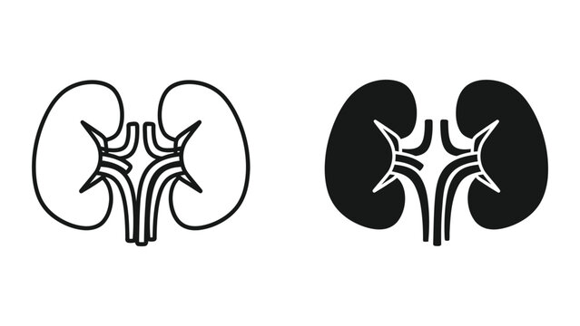 Human kidneys illustration with healthy and affected comparison