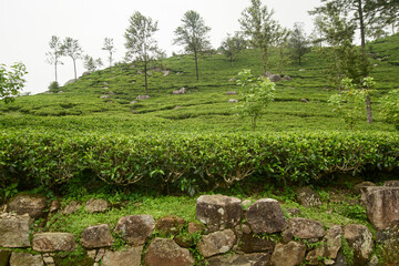 Fototapeta premium lush green tea bushes covering hill slope, commercial cultivation with scattered trees, tea industry marketing concept in soft focus