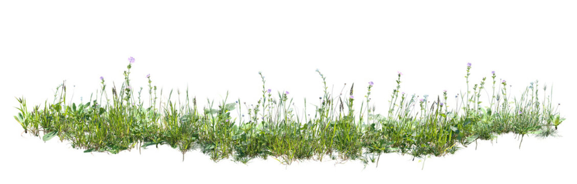 Wild grass and flowers isolated on transparent background 3D render