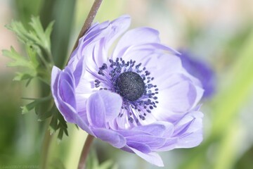 mauve © pia
