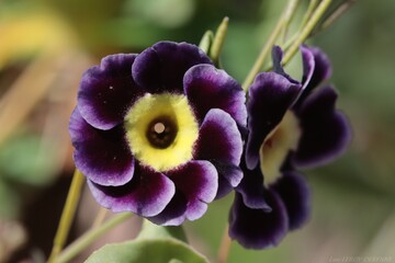 mauve et jaune © pia