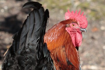 coq © pia