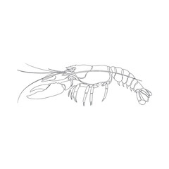 Fototapeta premium A detailed illustration of a lobster from a side view showcasing its body, claws, and legs in a natural aquatic environment.
