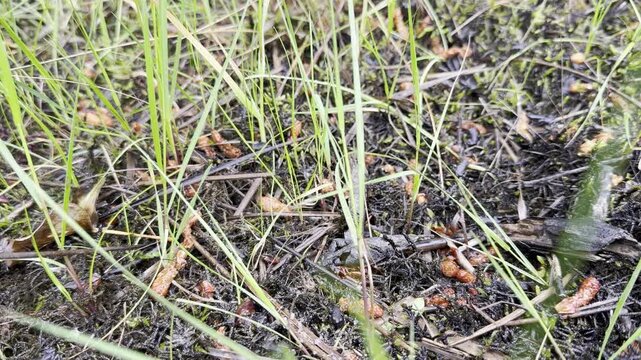 Mass migration of microscopic juvenile frogs moving from Lake Lacanau toward forest vegetation after metamorphosis from tadpole to frog. Seasonal amphibian life cycle scene.