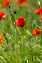 Naklejka premium red poppy in the field