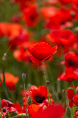 Obraz premium red poppies in the garden