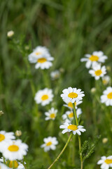Fototapeta premium daisies in the field