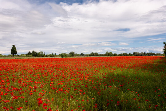 poppy field with blue sky