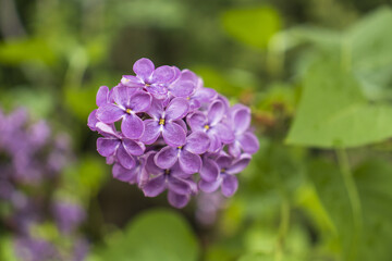 Fototapeta premium 4 May 2026 Purple lilac flowers on a branch with green leaves. Spring background.