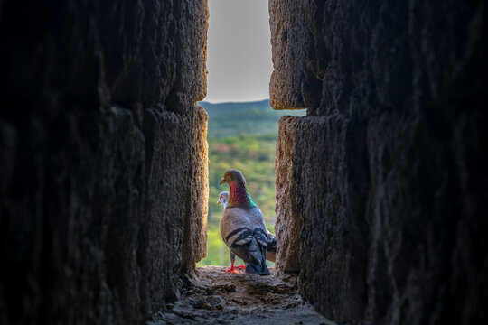 Two feral pigeons standing together in a narrow stone arrow slit of medieval castle ruins with a blurred background