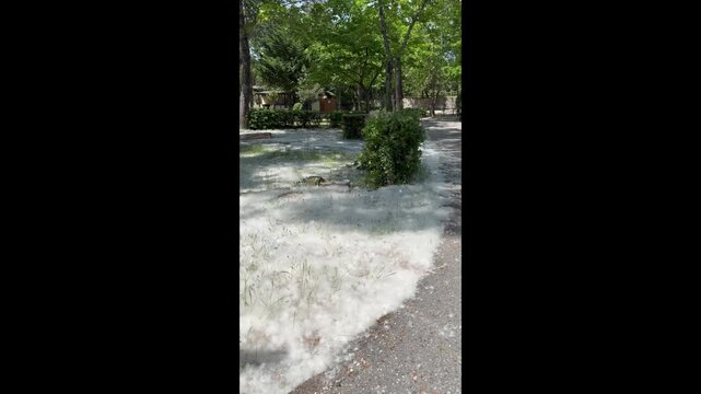 Poplar seed fluff covering ground in Grado, Italy. A thick layer of white spring pappus at "Al Bosco" campsite, resembling snow during the pollination season, Friuli-Venezia Giulia. Pollen allergy.