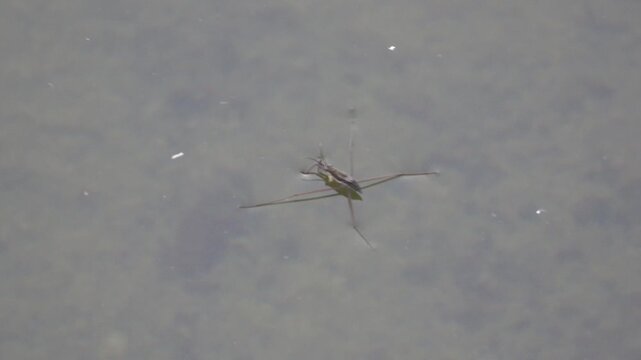 Water strider (short video of waterside insects)