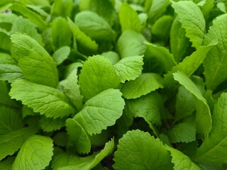 A fresh green peppermint plant with vibrant mint leaves grows in a natural garden, capturing a closeup macro view of the herbal spice and foliage © Peter
