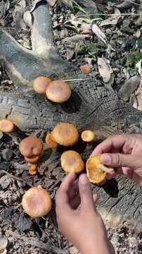 Close-up video of orange Gymnopilus mushrooms growing on a decaying tree trunk in a forest, showing natural fungal texture, woodland decay, and wild ecology.
