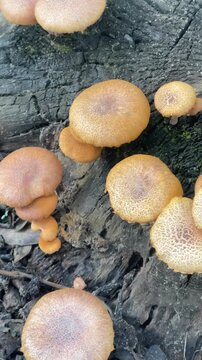 Close-up top-view video of orange Gymnopilus mushrooms growing on a decaying tree trunk in a forest, showing natural fungal texture, woodland decay, and wild ecology.