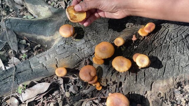 Close-up video of orange Gymnopilus mushrooms growing on a decaying tree trunk in a forest, showing natural fungal texture, woodland decay, and wild ecology.