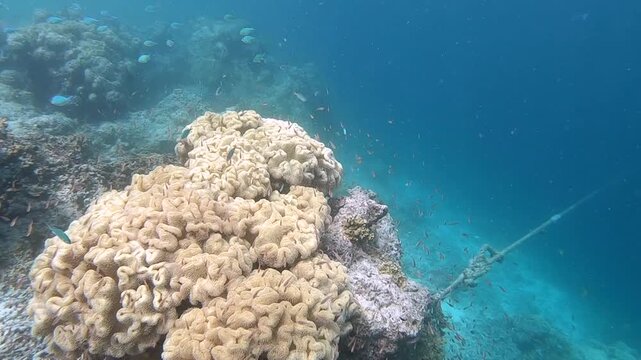 Pocillopora meandrina, commonly known as Cauliflower coral, is a species of coral occurring in the Indo-Pacific and Pacific oceans. This coral lives in shallow reef environments.