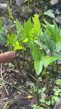 Hands harvesting young edible leaves of Lasia Spinosa or Kohila Plant for Asian cooking and high-fiber salad preparation, showing fresh organic produce, local food, and healthy nutrition.