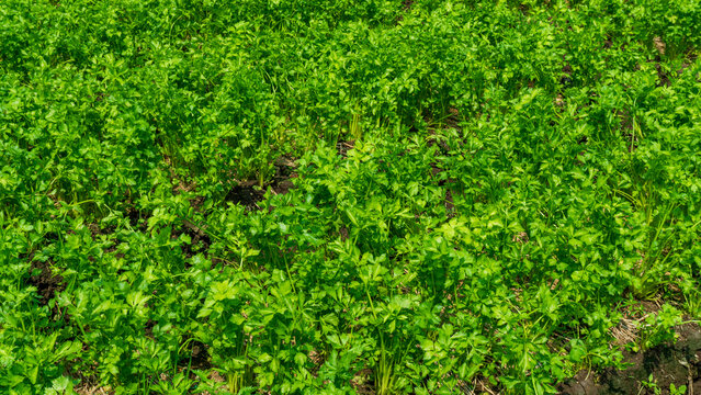Beautiful green celery plantation field with neat rows under a blue sky.