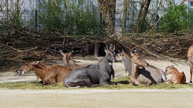 The nilgai or blue cow. Boselaphus tragocamelus is the largest Asian antelope and is endemic to the Indian subcontinent.