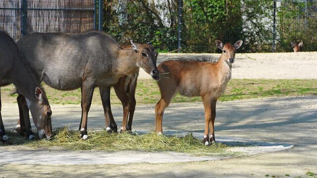 The nilgai or blue cow. Boselaphus tragocamelus is the largest Asian antelope and is endemic to the Indian subcontinent.