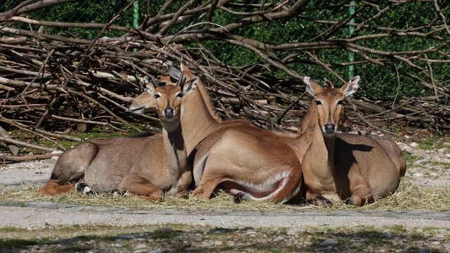 The nilgai or blue cow. Boselaphus tragocamelus is the largest Asian antelope and is endemic to the Indian subcontinent.