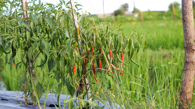 Photo of chili plants affected by the anthracnose virus.