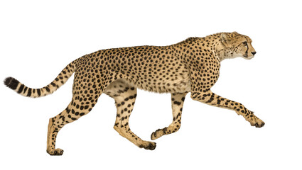 Isolated swift cheetah running gracefully, showing its incredible speed and power. © Francisco