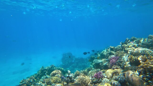 coral reef and fish