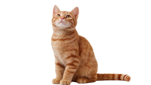 Isolated ginger tabby cat sitting, looking up attentively, charming pet portrait.