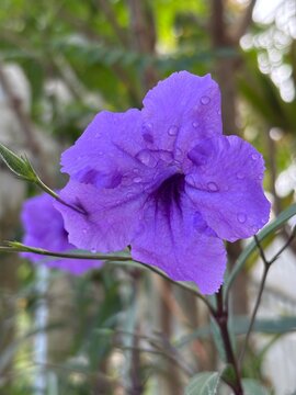Ruellia simplex tropical