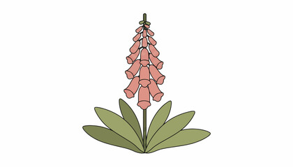 Pink Foxglove, Digital Flower Illustration, Vector Botany, Floral Design Element © Vasant