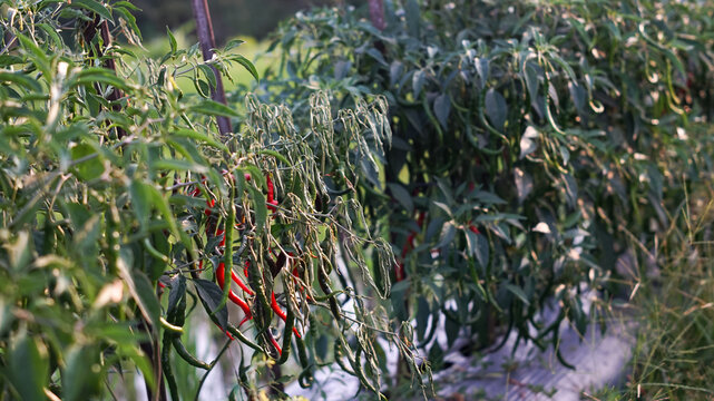 Photo of wilted chili plants.