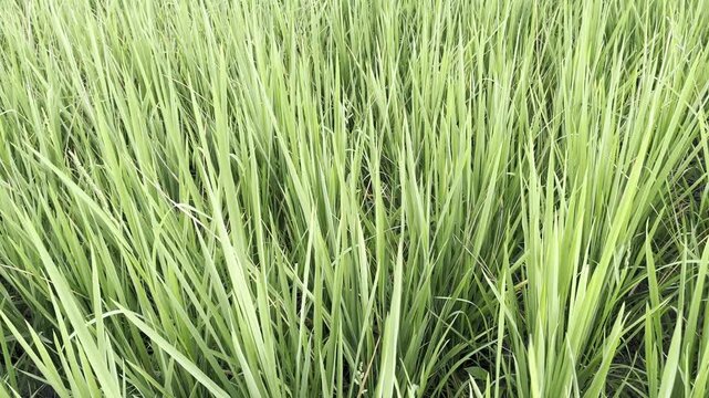 Full frame texture of lush green rice plants in the field