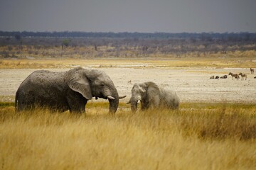 Two African elephant bulls stand in the golden grasslands near the vast Etosha Salt Pan in Etosha National Park, Namibia. This impressive safari scene with a wide horizon and dry African wilderness ca