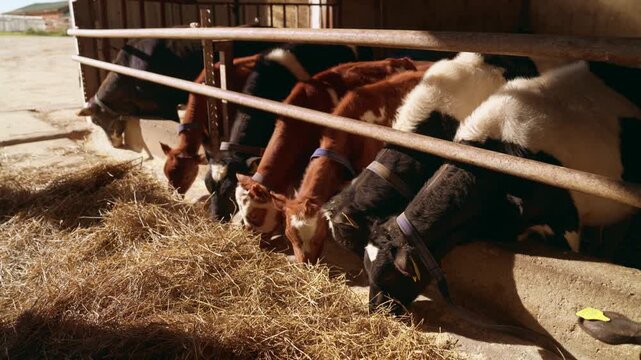 Row of young calves of different colors eating hay from a trough inside a sunny barn. Domestic animals feeding in a stable, agricultural industry and cattle farming for dairy production. Slow motion