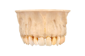 Human upper jaw anatomical model © vetkit