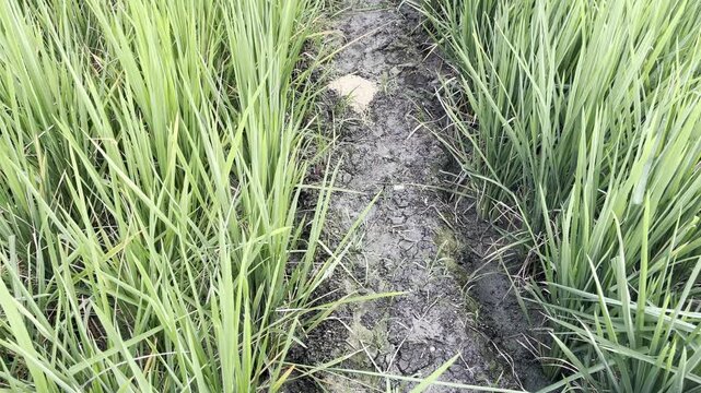 Rows of green rice plants with dry soil in paddy field