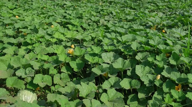 Close up of a green pumpkin plantation field with a growing raw pumpkin and yellow flowers