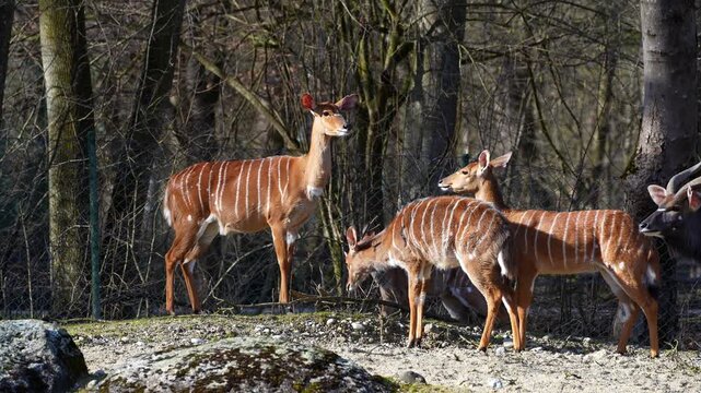 The nyala, Tragelaphus angasii is a spiral-horned antelope native to Southern Africa. It is a species of the family Bovidae and genus Nyala, also considered to be in the genus Tragelaphus. 
